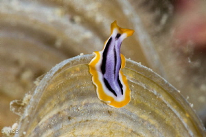 Nudi mimicing flatworm. by Mehmet Salih Bilal 